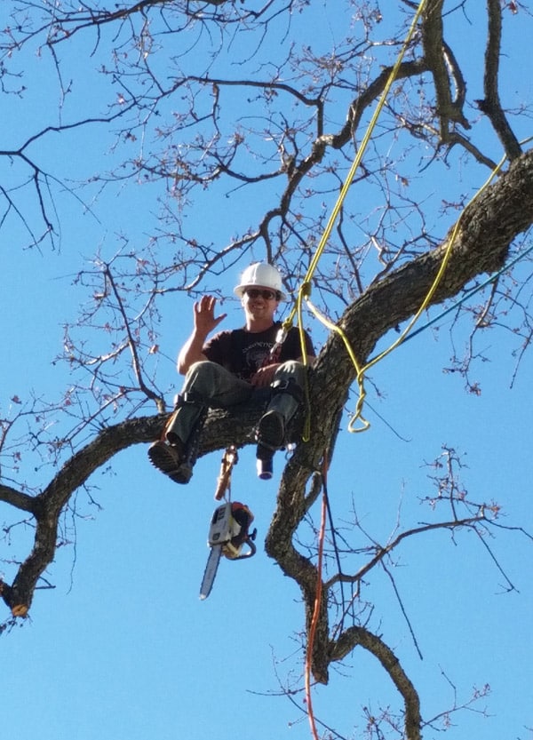 hazardous tree branch removal tuolumne county