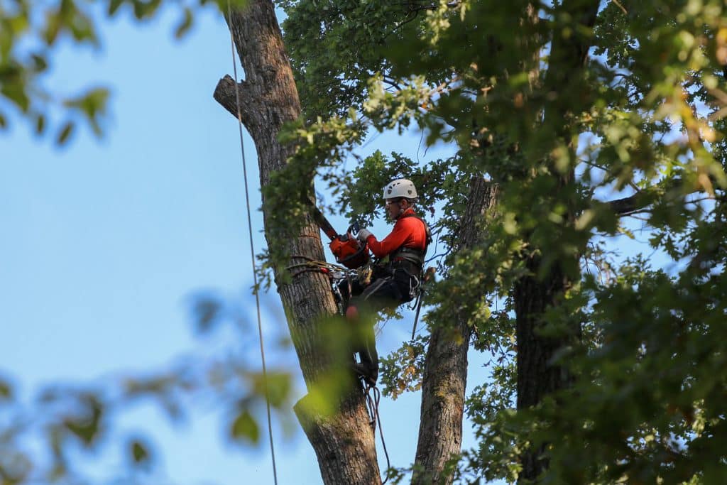A professional climber with a chainsaw, safety belts, a helmet and protective equipment cuts a tall, dry tree in a park at a height