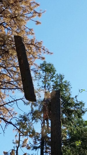 removing tree killed by bark beetle